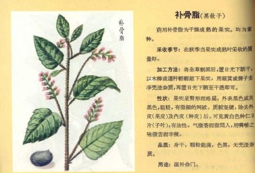 补骨脂1.jpg