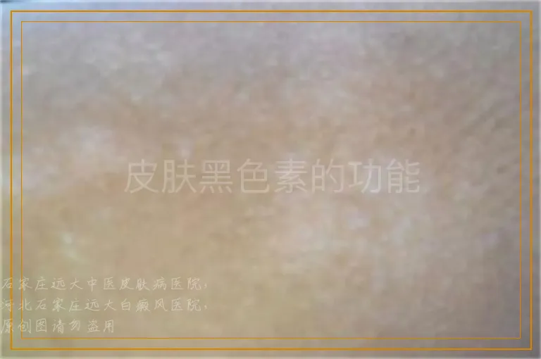 皮肤黑色素的功能