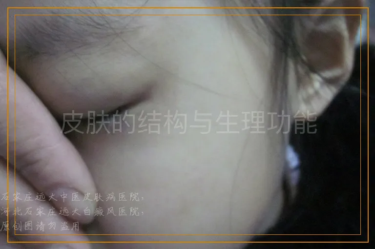 皮肤的结构与生理功能